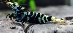 33. Une Galaxy Tiger " Mint " Métal 3 ( Prix hors FDP, paiement à la fin de l 'enchère merci)
