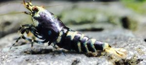 47. Une Nanashi Advanced Purple 5 / Hornet ( Prix hors FDP, paiement à la fin de l 'enchère merci)