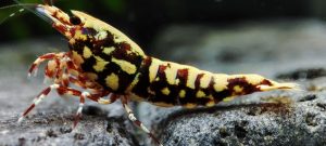 30. Une Red BOA " Spiderlegs" 4  ( Prix hors FDP, paiement à la fin de l 'enchère merci)
