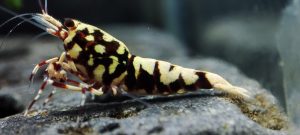 34. Une Red BOA " Spiderlegs" 6  ( Prix hors FDP, paiement à la fin de l 'enchère merci)