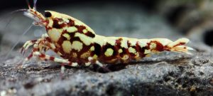 4. Une Red BOA " Spiderlegs" 2  ( Prix hors FDP, paiement à la fin de l 'enchère merci)