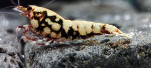 8. Une Red BOA " Spiderlegs" 4  ( Prix hors FDP, paiement à la fin de l 'enchère merci)