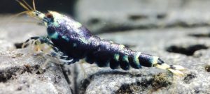 41. Une Nanashi Advanced Purple Métal 3 ( Prix hors FDP, paiement à la fin de l 'enchère merci)