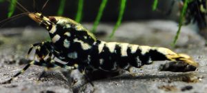 21. Lot de 5 Galaxy Fishbone /BOA 4 ( Prix hors FDP, paiement à la fin de l 'enchère merci)