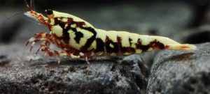 24. Une Red BOA " Spiderlegs" 2  ( Prix hors FDP, paiement à la fin de l 'enchère merci)