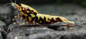 34. Une Red BOA " Spiderlegs" 7  ( Prix hors FDP, paiement à la fin de l 'enchère merci)