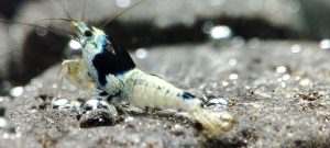 2. Lot de 10 Taiwan Bee Blue Mosura  ( Prix hors FDP, paiement à la fin de l 'enchère merci)