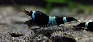 4. Lot de 5 Taiwan Bee  Panda Blue  1 ( Prix hors FDP, paiement à la fin de l 'enchère merci)