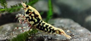 13. Une Red BOA " Spiderlegs" 1  ( Prix hors FDP, paiement à la fin de l 'enchère merci)