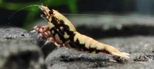 25. Une Red BOA " Spiderlegs" 7  ( Prix hors FDP, paiement à la fin de l 'enchère merci)