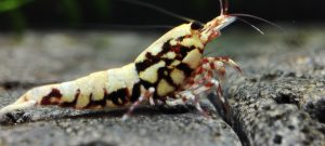 27. Une Red BOA " Spiderlegs" 8  ( Prix hors FDP, paiement à la fin de l 'enchère merci)