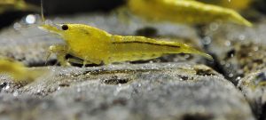 30. Lot de 10 Nérocaridina Yellow Néon ( Prix hors FDP, paiement à la fin de l 'enchère merci)