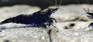 32. Lot de 10 Nérocaridina Blue Saphir ( Prix hors FDP, paiement à la fin de l 'enchère merci)