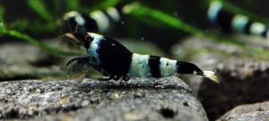 2. Lot de 5 Taiwan Bee  Panda Blue 1 ( Prix hors FDP, paiement à la fin de l 'enchère merci)