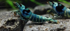 3. Lot de 5 Taiwan Bee Mosura Blue  ( Prix hors FDP, paiement à la fin de l 'enchère merci)