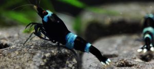 4. Lot de 5 Taiwan Bee  Panda Blue 2 ( Prix hors FDP, paiement à la fin de l 'enchère merci)