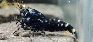 6. Lot de 5 Galaxy Tiger Black gêne Métal  ( Prix hors FDP, paiement à la fin de l 'enchère merci)