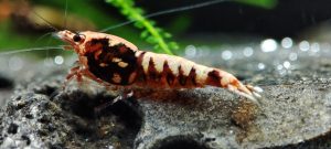 7. Lot de 5 Galaxy Fishbone Red Orange ( Prix hors FDP, paiement à la fin de l 'enchère merci)