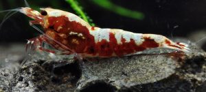9. Lot de 5 Galaxy Fishbone /BOA Red 1 ( Prix hors FDP, paiement à la fin de l 'enchère merci)