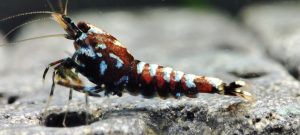 15. Lot de 5 Galaxy Fishbone /BOA 1 ( Prix hors FDP, paiement à la fin de l 'enchère merci)