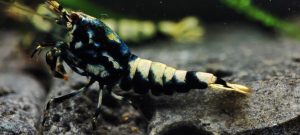 17. Lot de 5 Galaxy Fishbone /BOA 2 ( Prix hors FDP, paiement à la fin de l 'enchère merci)