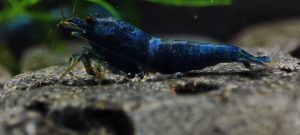 18. Lot de 5 Taiwan Bee Blue Bolt " Deep Extrême" 1 ( Prix hors FDP, paiement à la fin de l 'enchère merci)